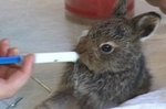 Лесные животные поселились в одной из ветеринарных клиник. Видео