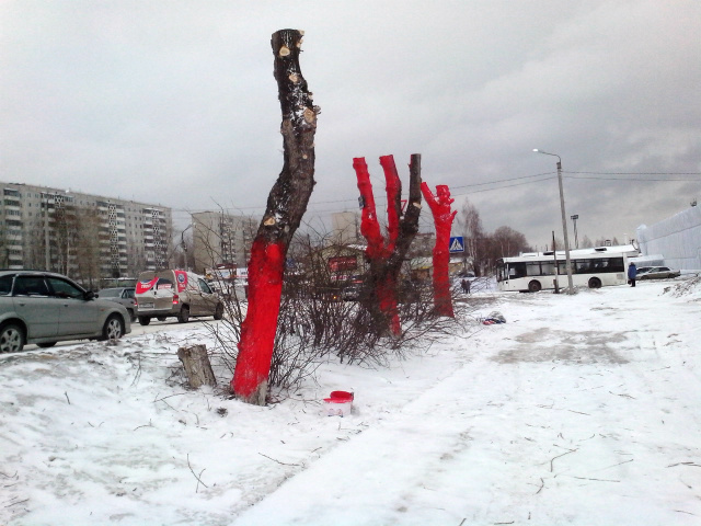 К приезду Суркова новотрубники покрасили деревья в красный цвет. Видео