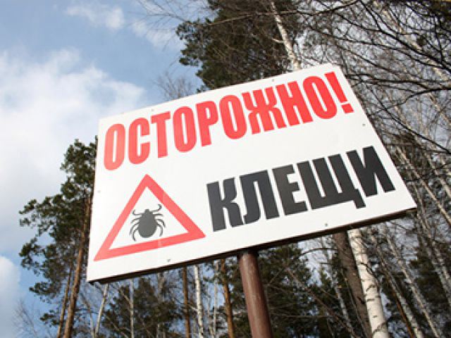 42 тысячи пострадавших и трое погибших - на Среднем Урале подвели итоги клещевого сезона